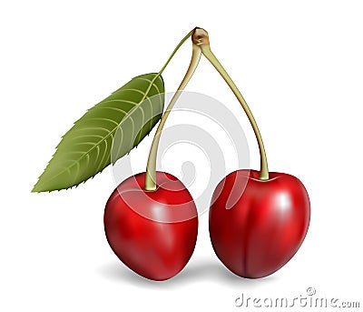 Cherry Vector Illustration