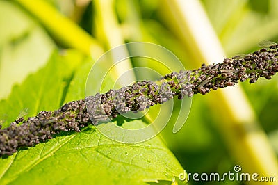 Cherry aphid Aphidoidea on the stem of a plant. Garden pests. Macro. Soft focus Stock Photo