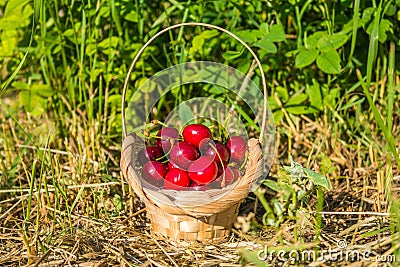 Cherry in the basket Stock Photo