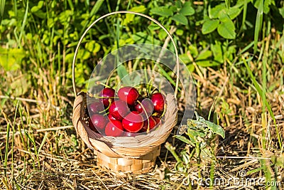 Cherry in the basket Stock Photo