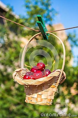 Cherry in a basket is hanging on clothespin Stock Photo