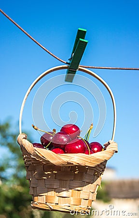 Cherry is in a basket is hanging on clothespin Stock Photo