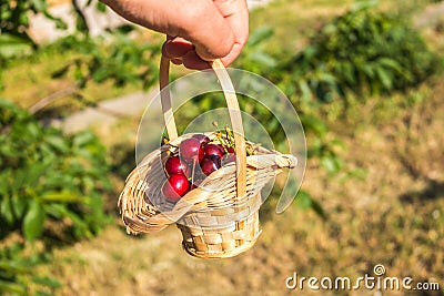 Cherry in the basket on the man`s hand Stock Photo