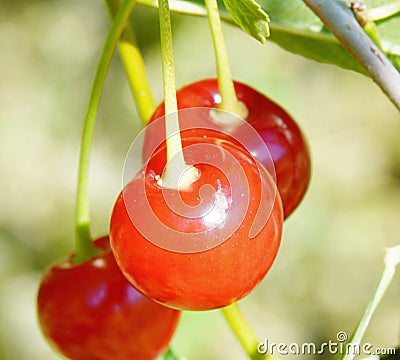 The cherry is a beautiful berry appetizing the mouth watered Stock Photo