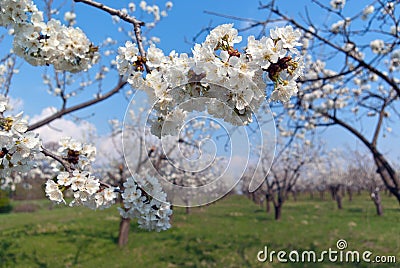 Cherry in bloom Stock Photo