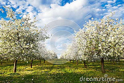 Cherry blooming orchard with dandelions Stock Photo