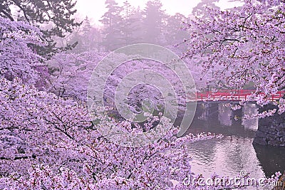 Cherry blossom Stock Photo