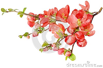 Cherry Blossom Stock Photo