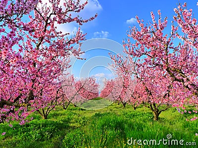Cherry Blossom Stock Photo