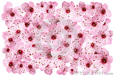 Cherry blossom Stock Photo