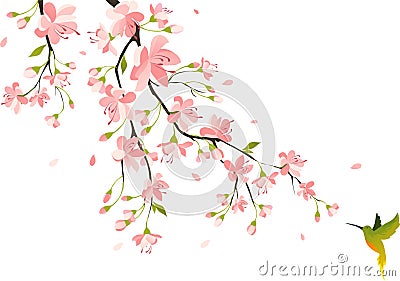 Cherry blossom Vector Illustration