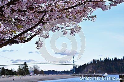 The cherry blossom against the Lions Gate bridge. Stock Photo