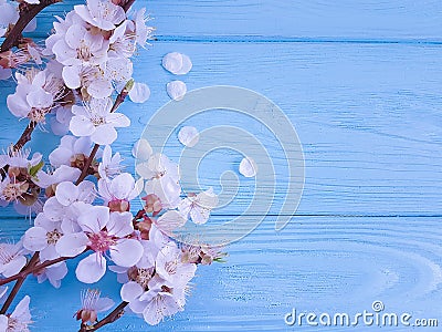 Cherry beautiful blossom may celebration branch springtime on blue wooden background Stock Photo