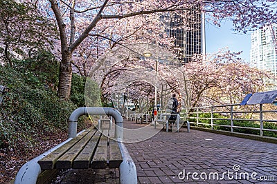 Cherry blossom in beautiful full bloom in Burrard Station, Art Phillips Park. Vancouver, Canada. Editorial Stock Photo