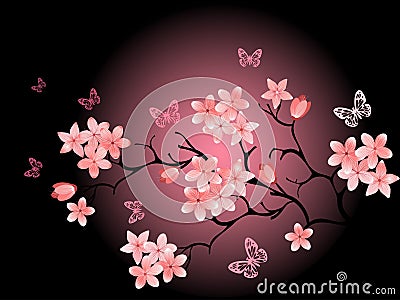 Cherry blossom, black background Stock Photo