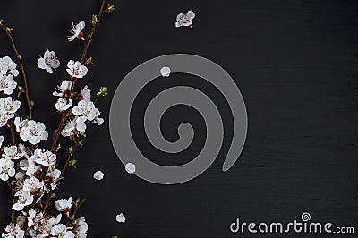Cherry blossom on a black surface Stock Photo
