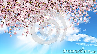 Cherry blossom on blue sky Stock Photo