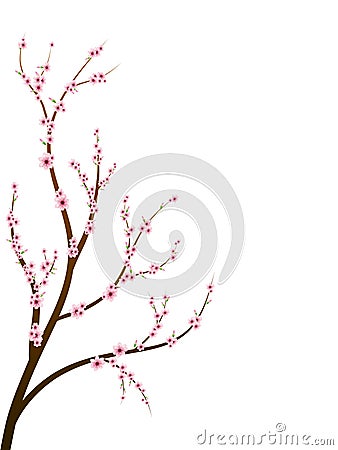 Cherry blossom branch Vector Illustration