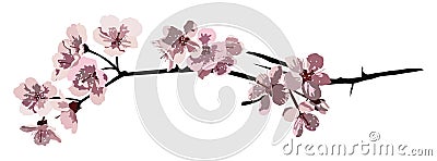 Cherry Blossom Branch Stock Photo