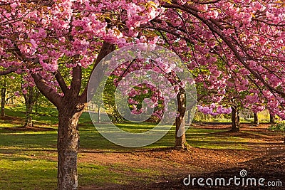 Cherry blossom at Branch Brook Park Stock Photo