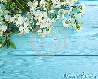 Cherry blossom branch card border spring season decoration romance on a blue wooden background Stock Photo