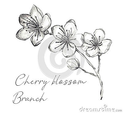 Cherry blossom branch Cartoon Illustration