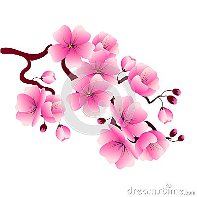 Cherry blossom branch with pink flowers for decorating banners, Vector Illustration