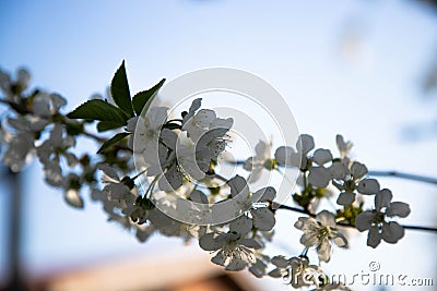 Cherry blossom branch in spring with beautiful white flowers in blue sky Stock Photo