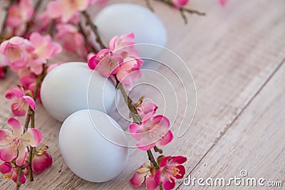 Cherry Blossom branches with three pastel blue colored Easter eggs Stock Photo