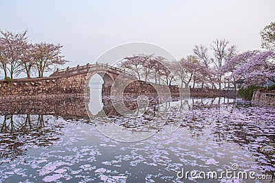 Cherry blossom with bridge and pond Stock Photo