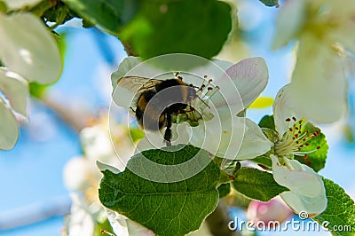 Cherry blossom close-up. White petals, stamens, leaves on a branch. A beautiful bumblebee on a flower. Stock Photo