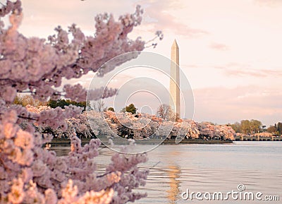cherry blossom festival tidal basin dc cherry blossom festival tidal basin dc
