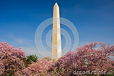 Cherry Blossom Festival in Washington, DC Stock Photo