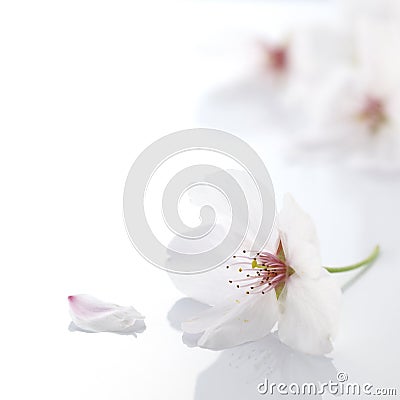 Cherry blossom flower Stock Photo