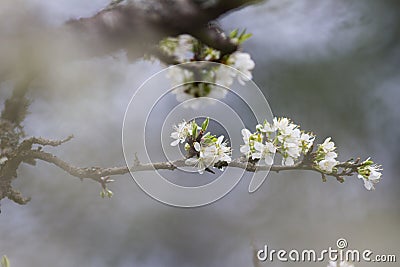 Cherry blossom flower in foggy blurry background for relaxing serenity Stock Photo