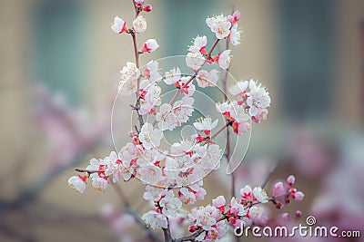 Cherry blossom flower in spring for background or copy space for text Stock Photo