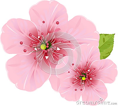 Cherry blossom flowers Vector Illustration