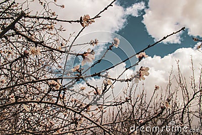 Cherry blossom forecast cloudy day Stock Photo