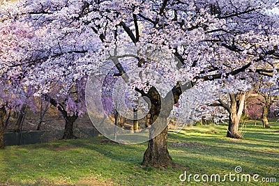 Cherry Blossom Forest Stock Photo