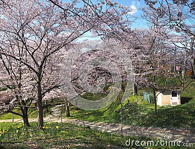 Cherry blossom in Funaoka Joshi Park in Miyagi prefecture, Japan Stock Photo