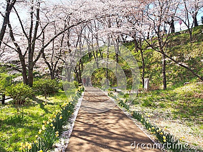 Cherry blossom in Funaoka Joshi Park in Miyagi prefecture, Japan Stock Photo