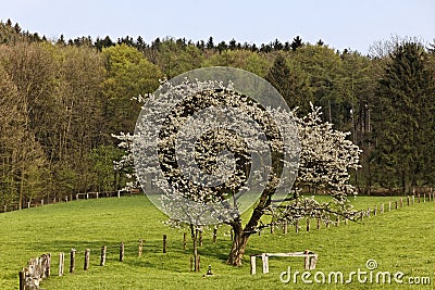 Cherry blossom in Hagen a.T.W. in the OsnabrÃ¼ck country, Lower Saxony, Germany Stock Photo