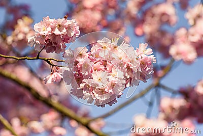 Cherry blossom hanging above brance Stock Photo