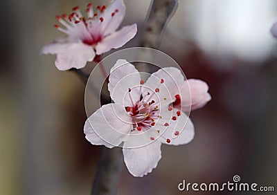 cherry blossom Stock Photo