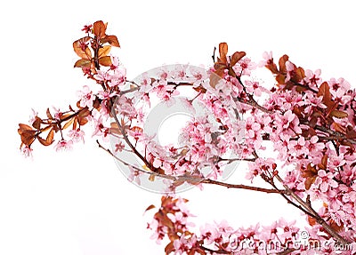 Cherry blossom isolate. Sakura. Beautiful pink flowers Stock Photo