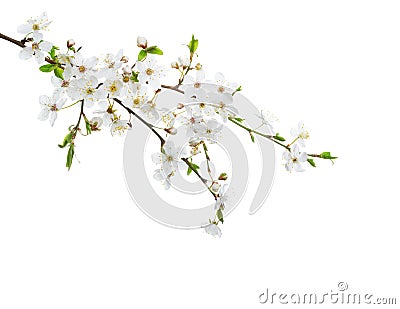 Cherry in blossom isolated on white background Stock Photo