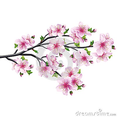 Cherry blossom, japanese tree sakura Vector Illustration