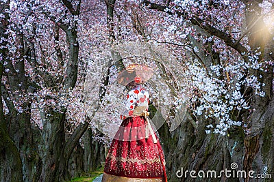 Cherry Blossom with Korean national dress Stock Photo