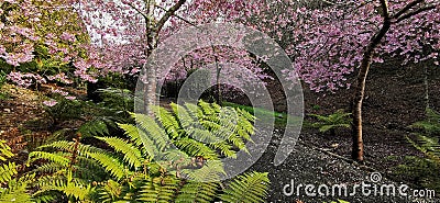 Cherry blossom and large fern branch in Aston Norwood garden in New Zealand Stock Photo