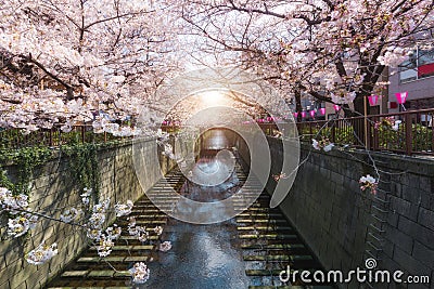 Cherry blossom lined Meguro Canal in Tokyo, Japan. Springtime in April in Tokyo, Japan Stock Photo